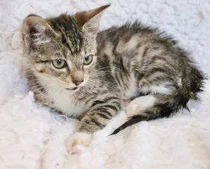 Enlarge Tillie, a Adoptable mixed breed in Saint Augustine, FL image 5/6