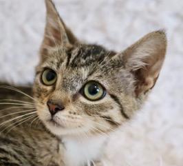 Enlarge Tillie, a Adoptable mixed breed in Saint Augustine, FL image 6/6