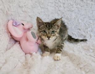 Enlarge Tillie, a Adoptable mixed breed in Saint Augustine, FL image 4/6