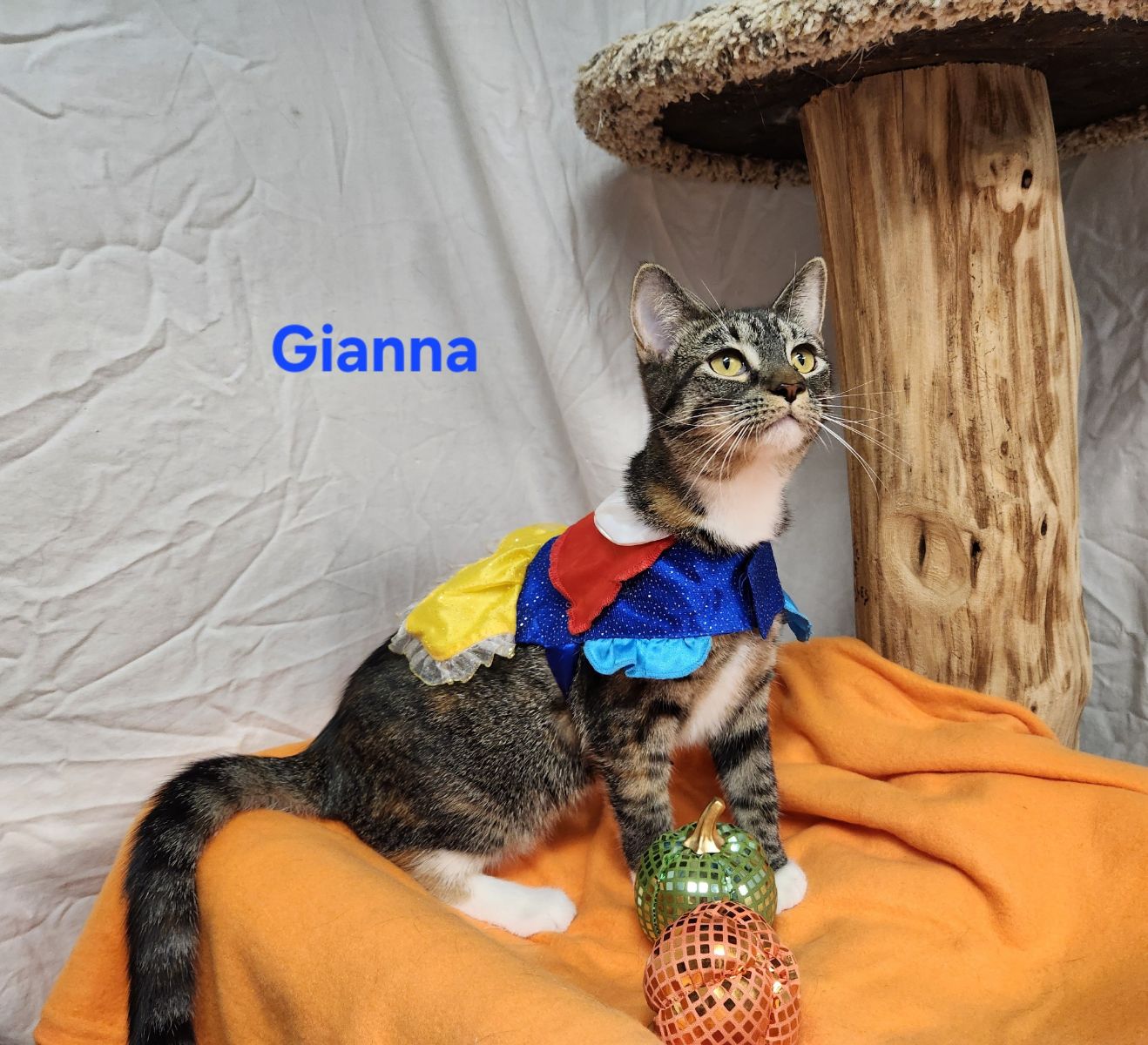 Gianna, Adopted, Young Female Domestic Short Hair.