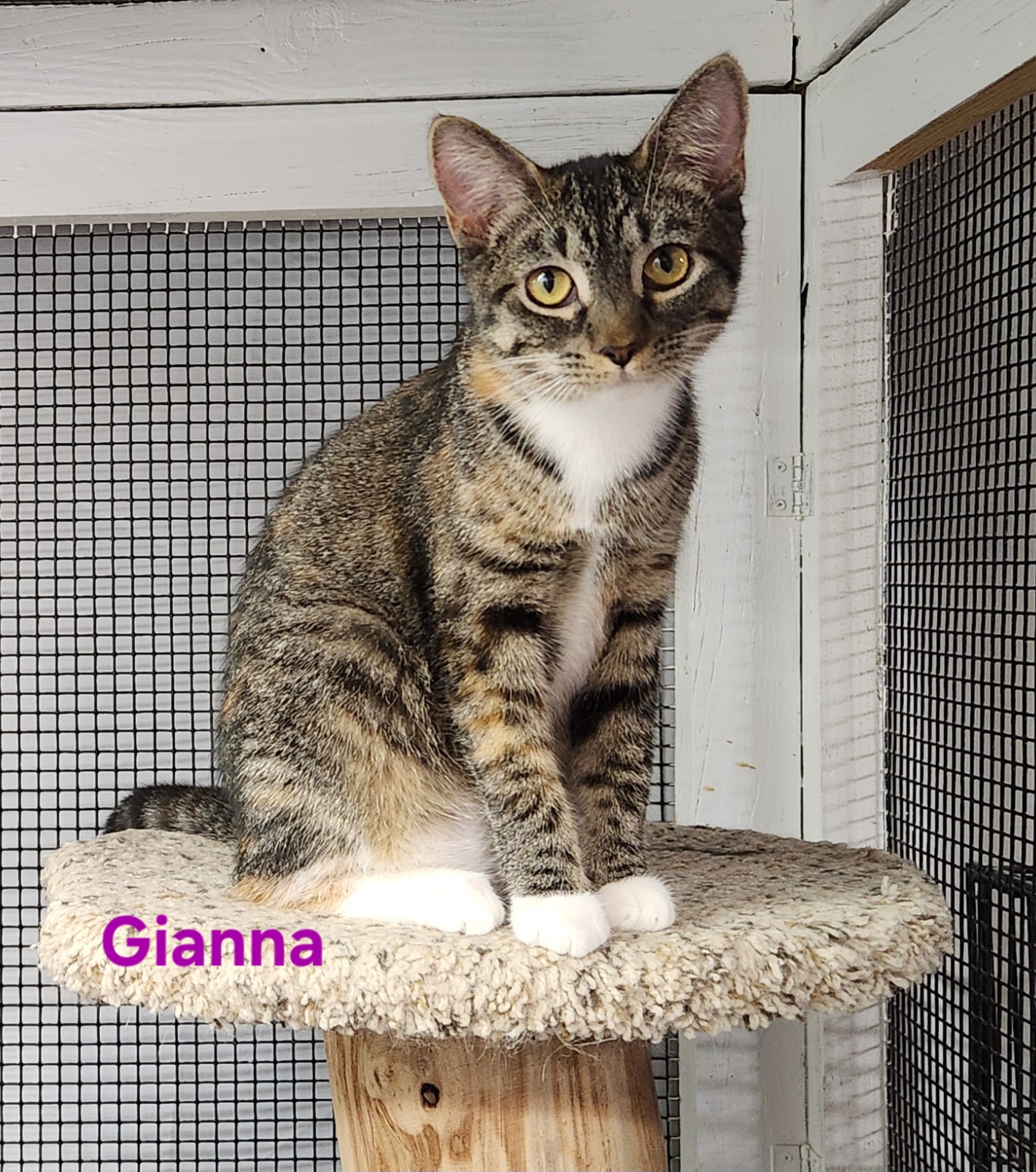 Enlarge Gianna, a Adopted mixed breed in Whitewater, WI image 1/4