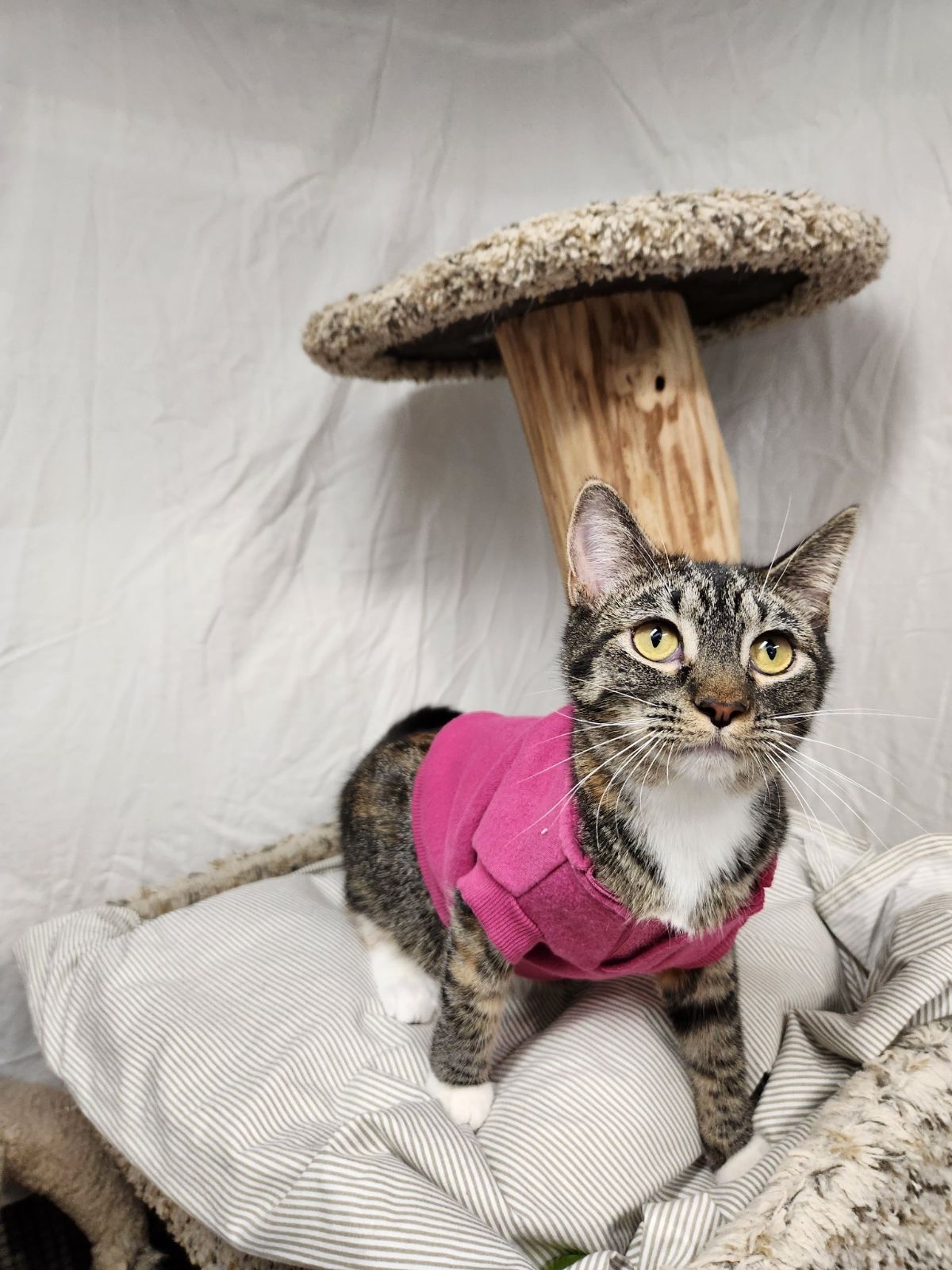 Enlarge Gianna, a Adopted mixed breed in Whitewater, WI image 2/4