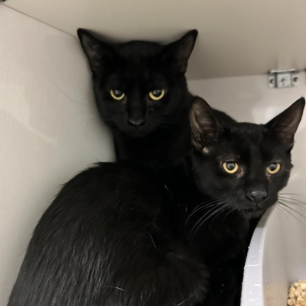 Winnie, Adoptable, Young Female Domestic Short Hair.