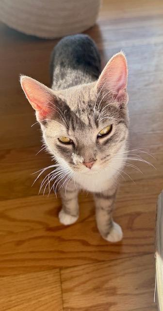 Sandy, a Adoptable mixed breed in Wilkesboro, NC image 1/3