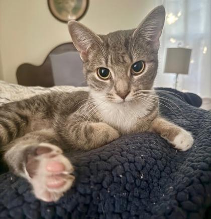 Sandy, a Adoptable mixed breed in Wilkesboro, NC image 2/3