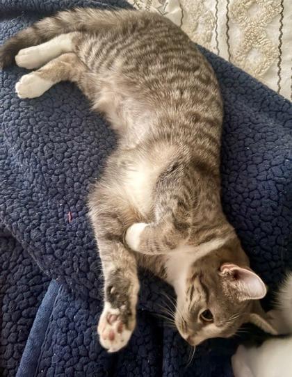 Sandy, a Adoptable mixed breed in Wilkesboro, NC image 3/3