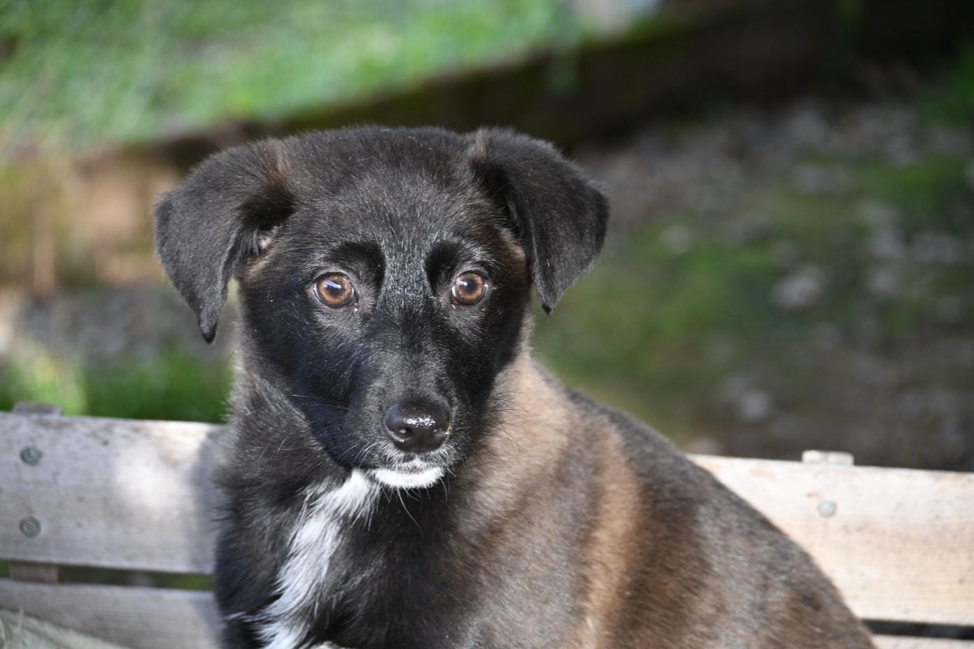 Mocha, ADOPTABLE, Puppy Female Labrador Retriever.