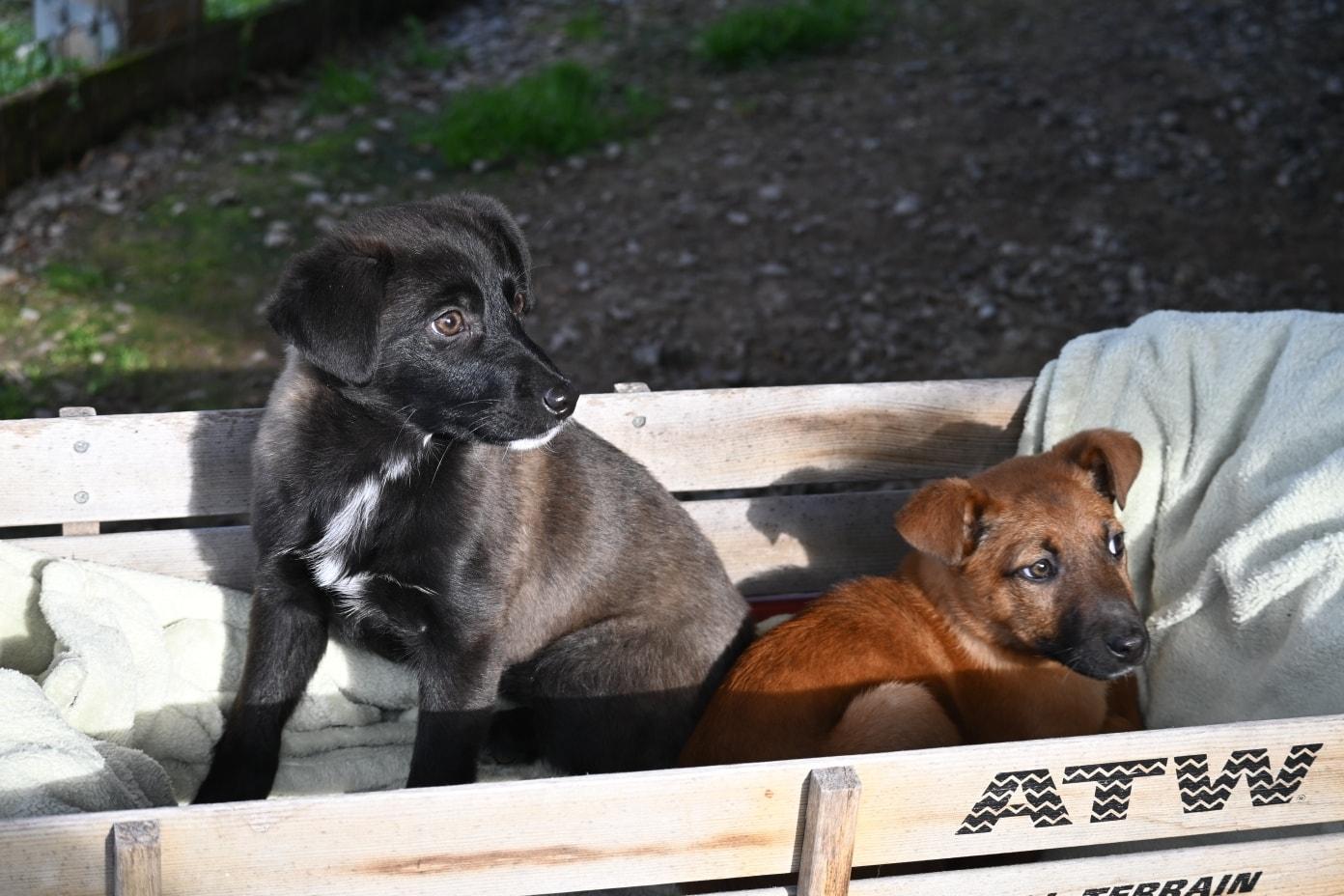 Enlarge Mocha, a ADOPTABLE mixed breed in Catlett, VA image 3/4