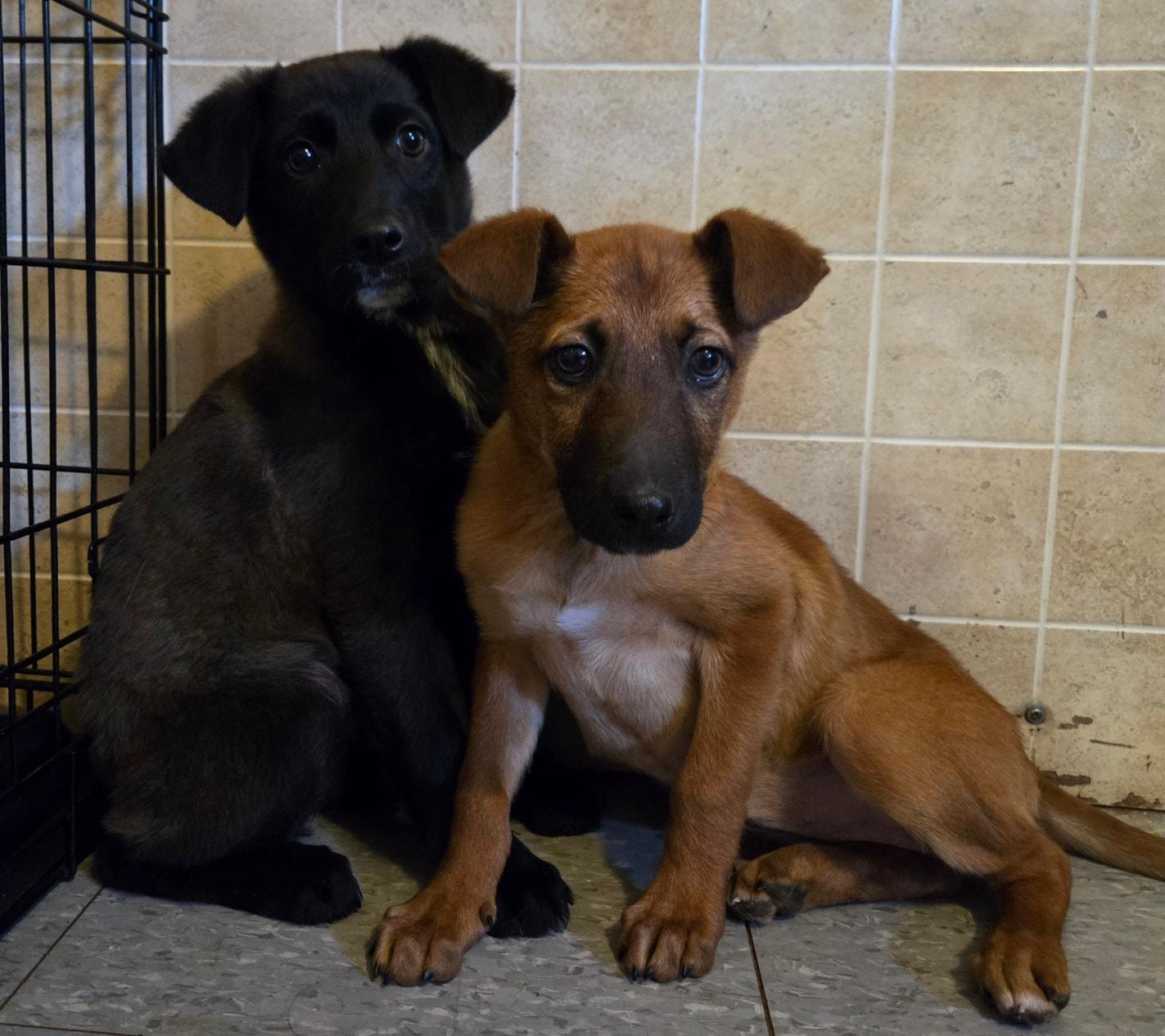 Enlarge Mocha, a ADOPTABLE mixed breed in Catlett, VA image 4/4