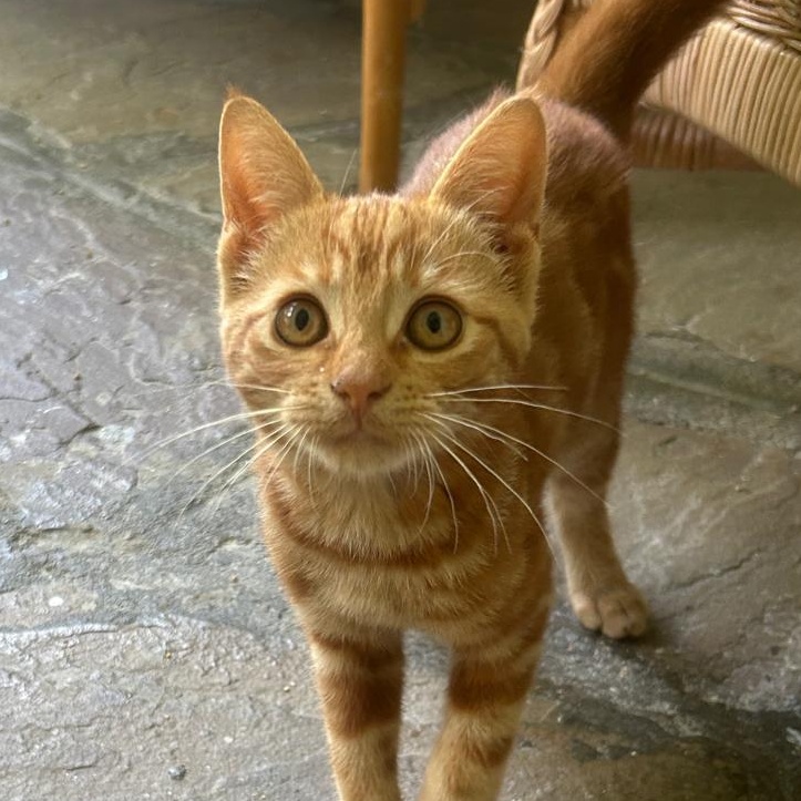 Lady Bug, a ADOPTABLE Domestic Short Hair in Cambridge, ON image 1/3