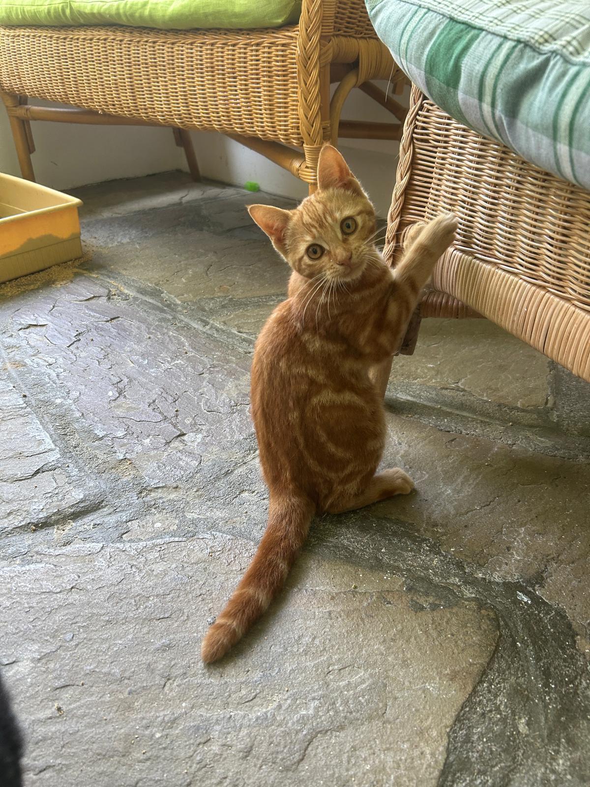 Lady Bug, a ADOPTABLE Domestic Short Hair in Cambridge, ON image 2/3