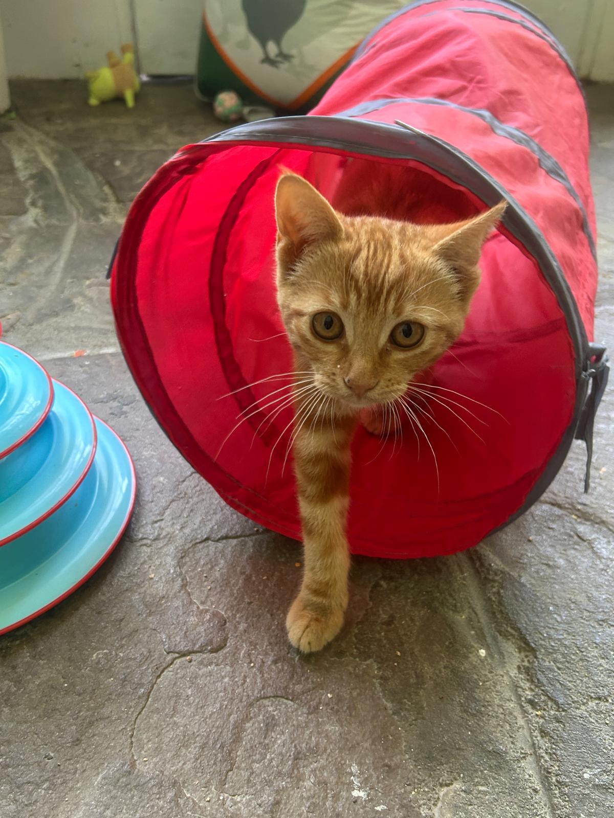 Lady Bug, a ADOPTABLE Domestic Short Hair in Cambridge, ON image 3/3