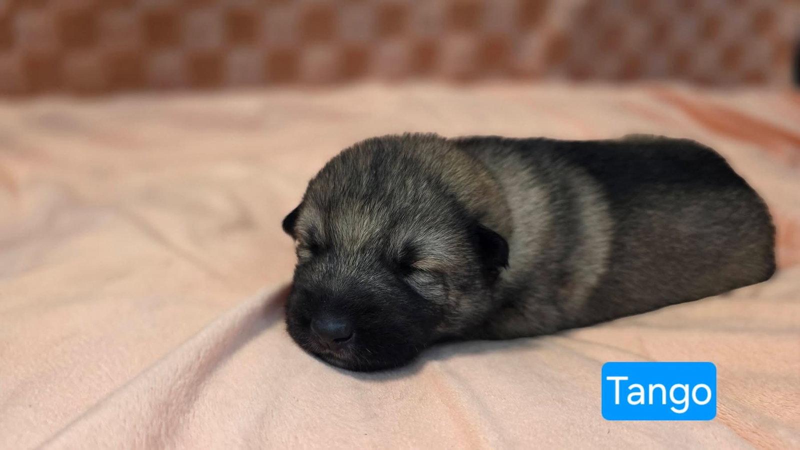 Enlarge Tango, a Adoptable mixed breed in Duluth, MN image 1/3