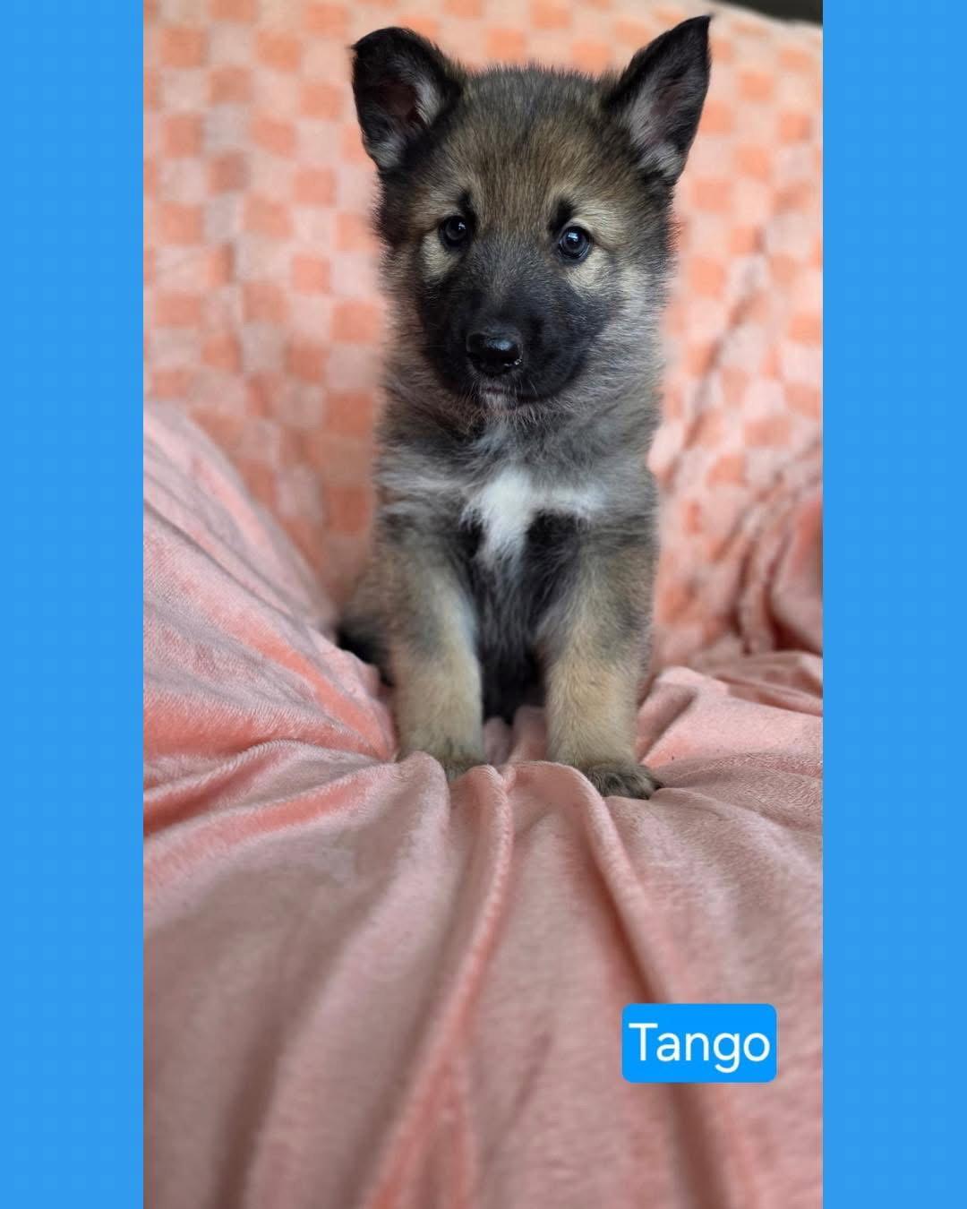 Enlarge Tango, a Adoptable mixed breed in Duluth, MN image 3/3