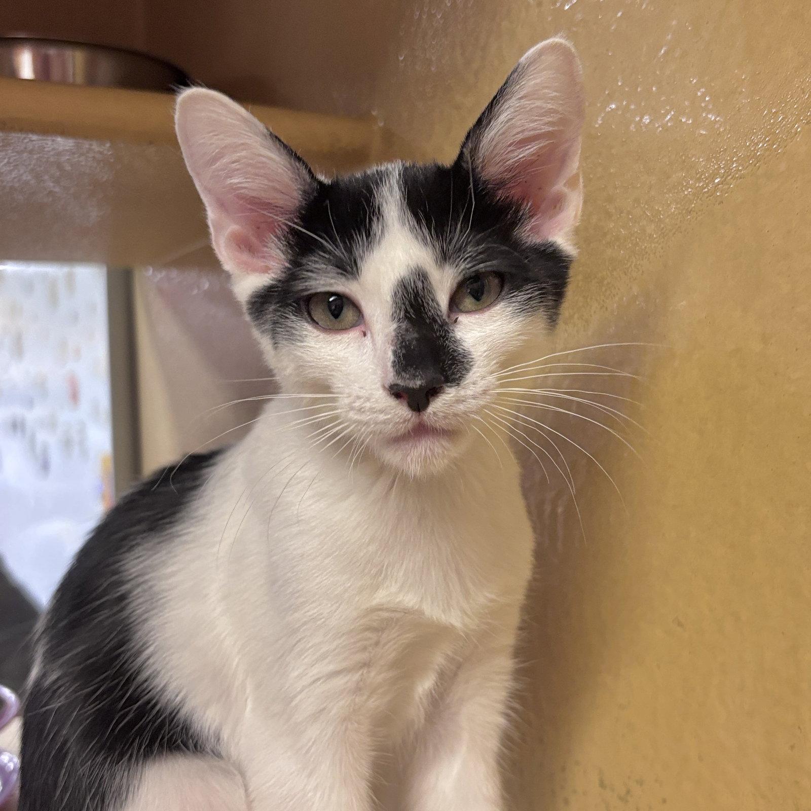 Edgar, Adopted, Kitten Male Domestic Short Hair.