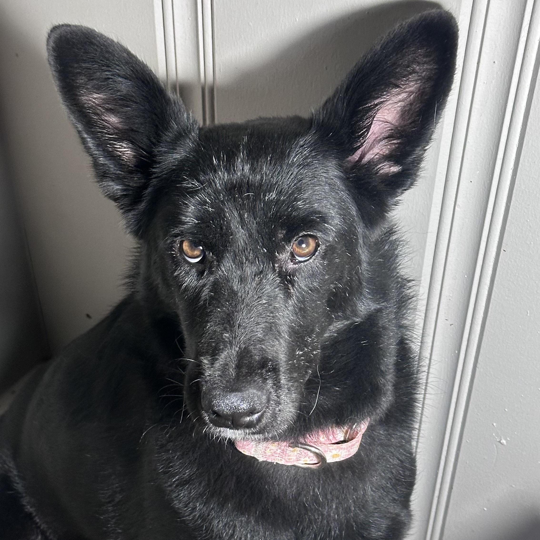 Stevie Nicks, an adopted mixed breed in Portage, WI image 6/6