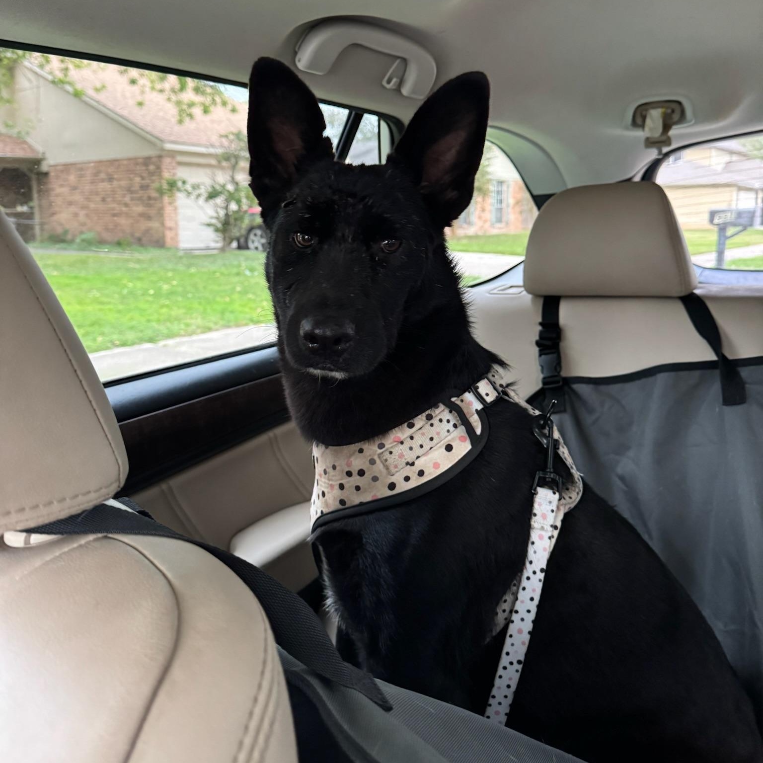 Stevie Nicks, an adopted mixed breed in Portage, WI image 3/6