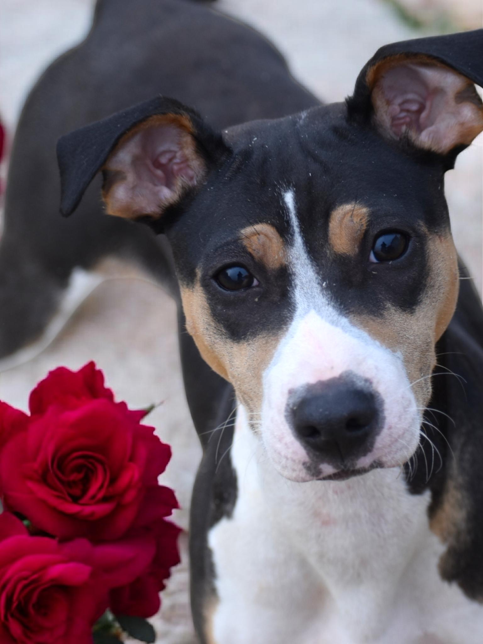 Enlarge Bacon, a Adopted mixed breed in Auburn, GA image 1/3