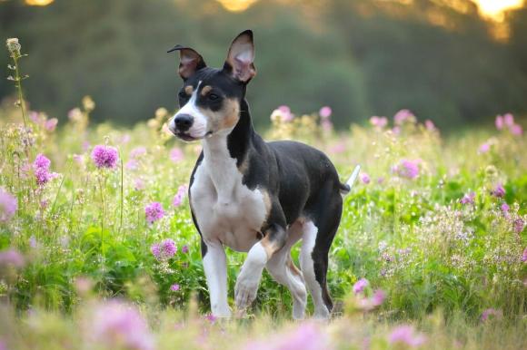Enlarge Bacon, a Adopted mixed breed in Auburn, GA image 3/3