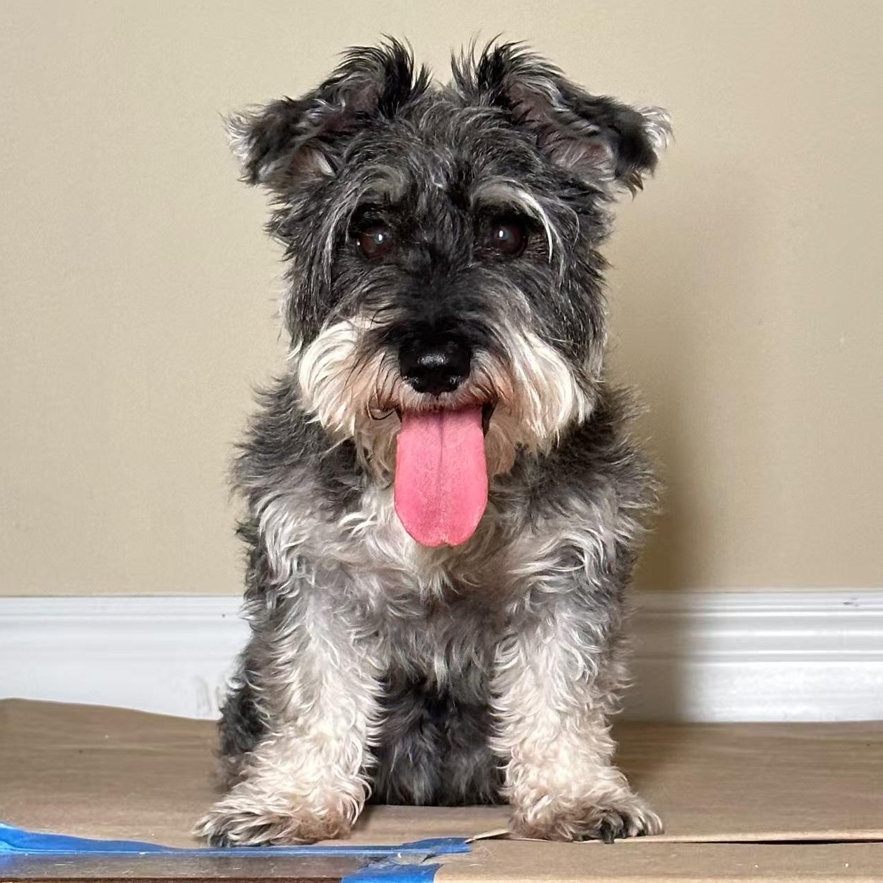 Pepper (COURTESY POSTING)