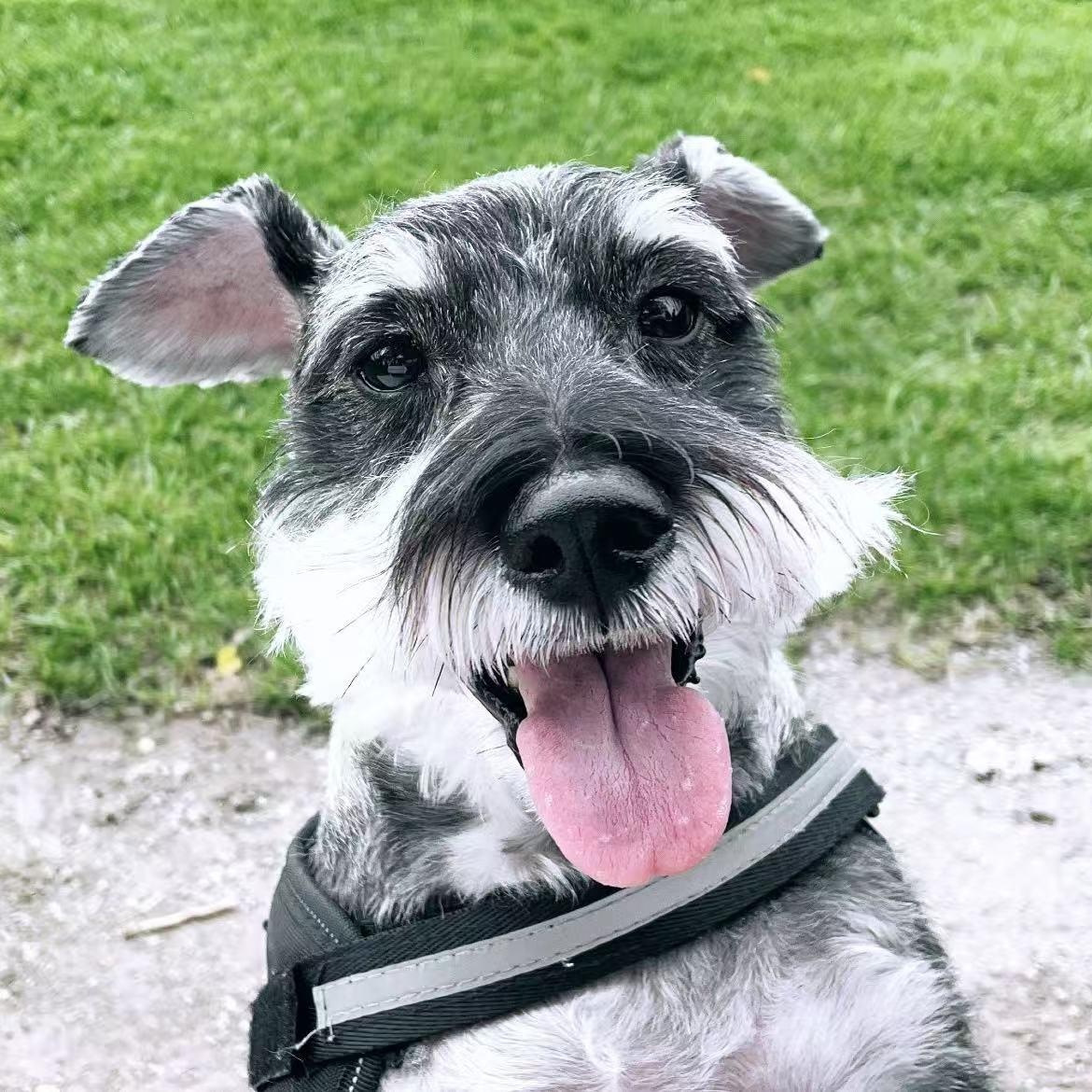 Pepper (COURTESY POSTING)