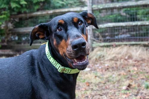 Enlarge REJOICE, a ADOPTABLE Doberman Pinscher in Greensboro, NC image 5/5