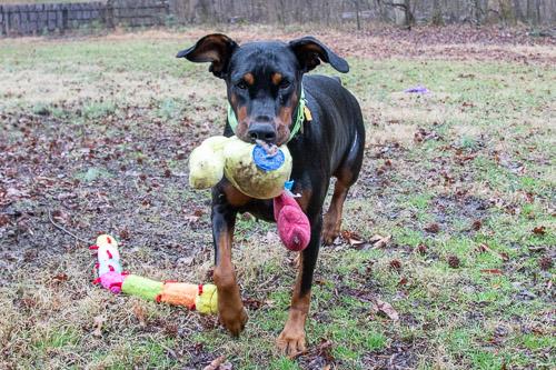 Enlarge REJOICE, a ADOPTABLE Doberman Pinscher in Greensboro, NC image 2/5