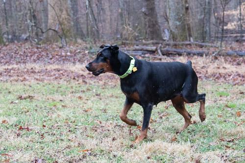 Enlarge REJOICE, a ADOPTABLE Doberman Pinscher in Greensboro, NC image 4/5