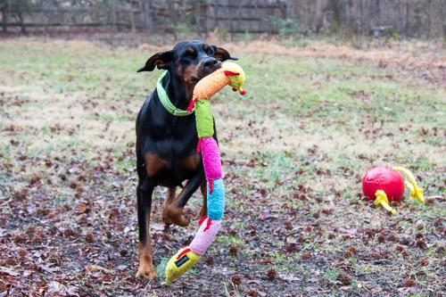 Enlarge REJOICE, a ADOPTABLE Doberman Pinscher in Greensboro, NC image 3/5