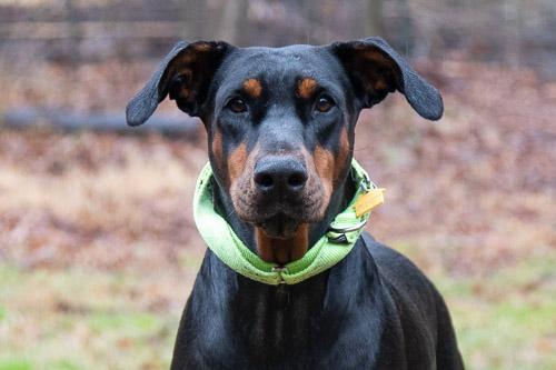 Enlarge REJOICE, a ADOPTABLE Doberman Pinscher in Greensboro, NC image 1/5