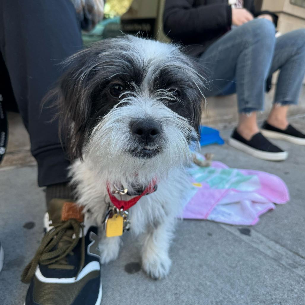Pancho, Adoptable, Young Male Shih Tzu.