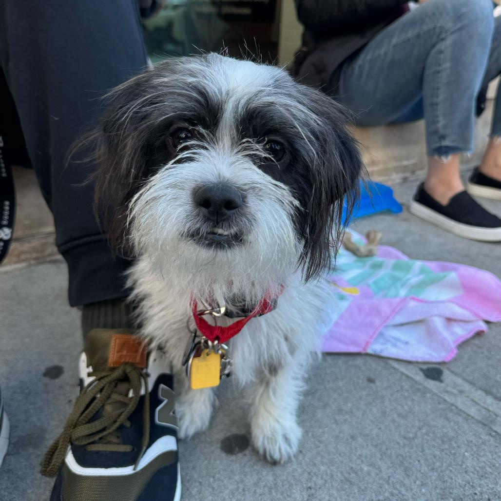 Enlarge Pancho, a Adoptable Shih Tzu in Brooklyn, NY image 2/5
