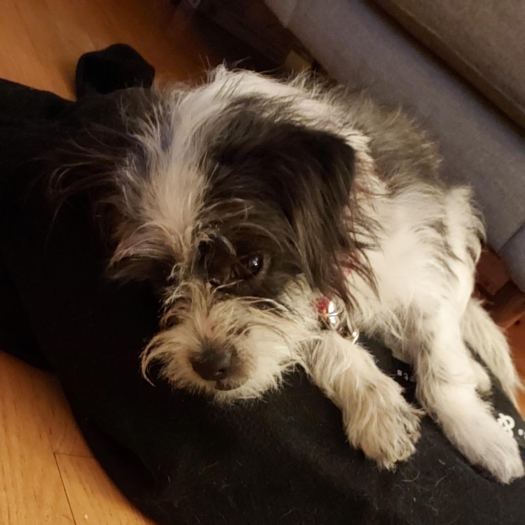 Enlarge Pancho, a Adoptable Shih Tzu in Brooklyn, NY image 3/5