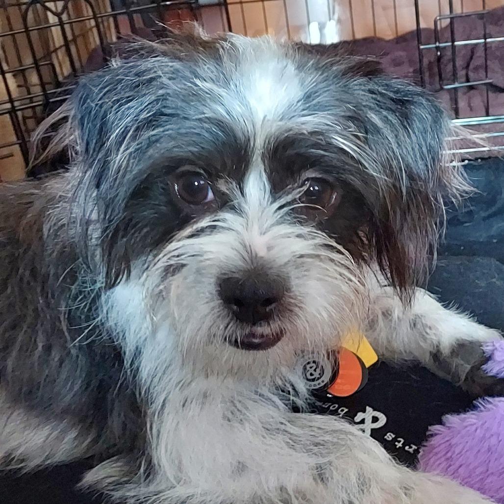 Enlarge Pancho, a Adoptable Shih Tzu in Brooklyn, NY image 4/5
