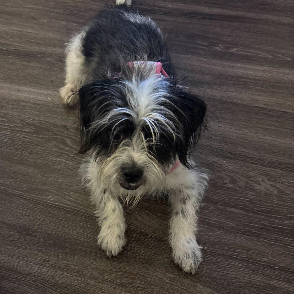 Enlarge Pancho, a Adoptable Shih Tzu in Brooklyn, NY image 5/5
