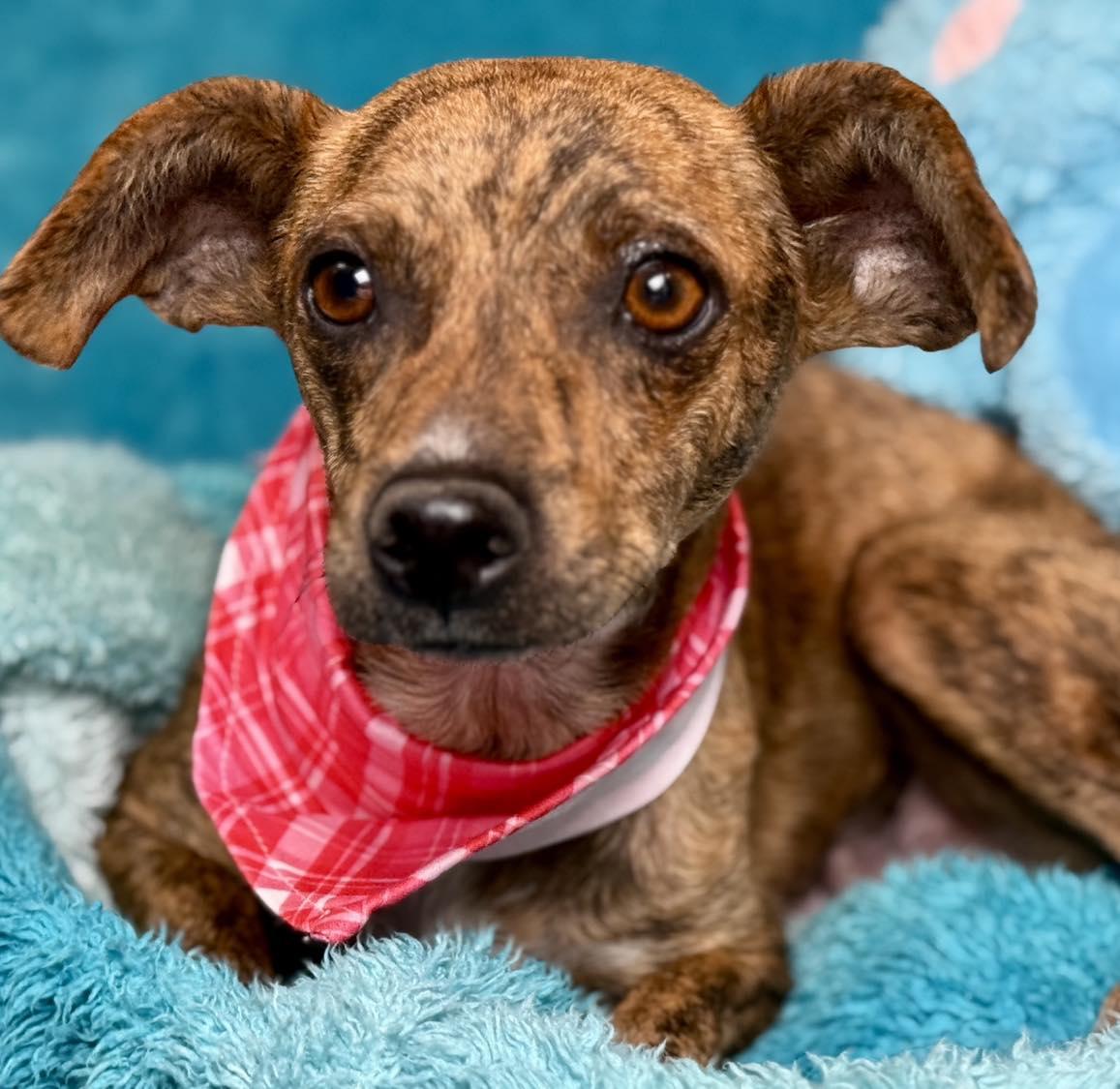 Enlarge Brandy: the brindle beauty, a Adoptable mixed breed in San Antonio, TX image 4/6