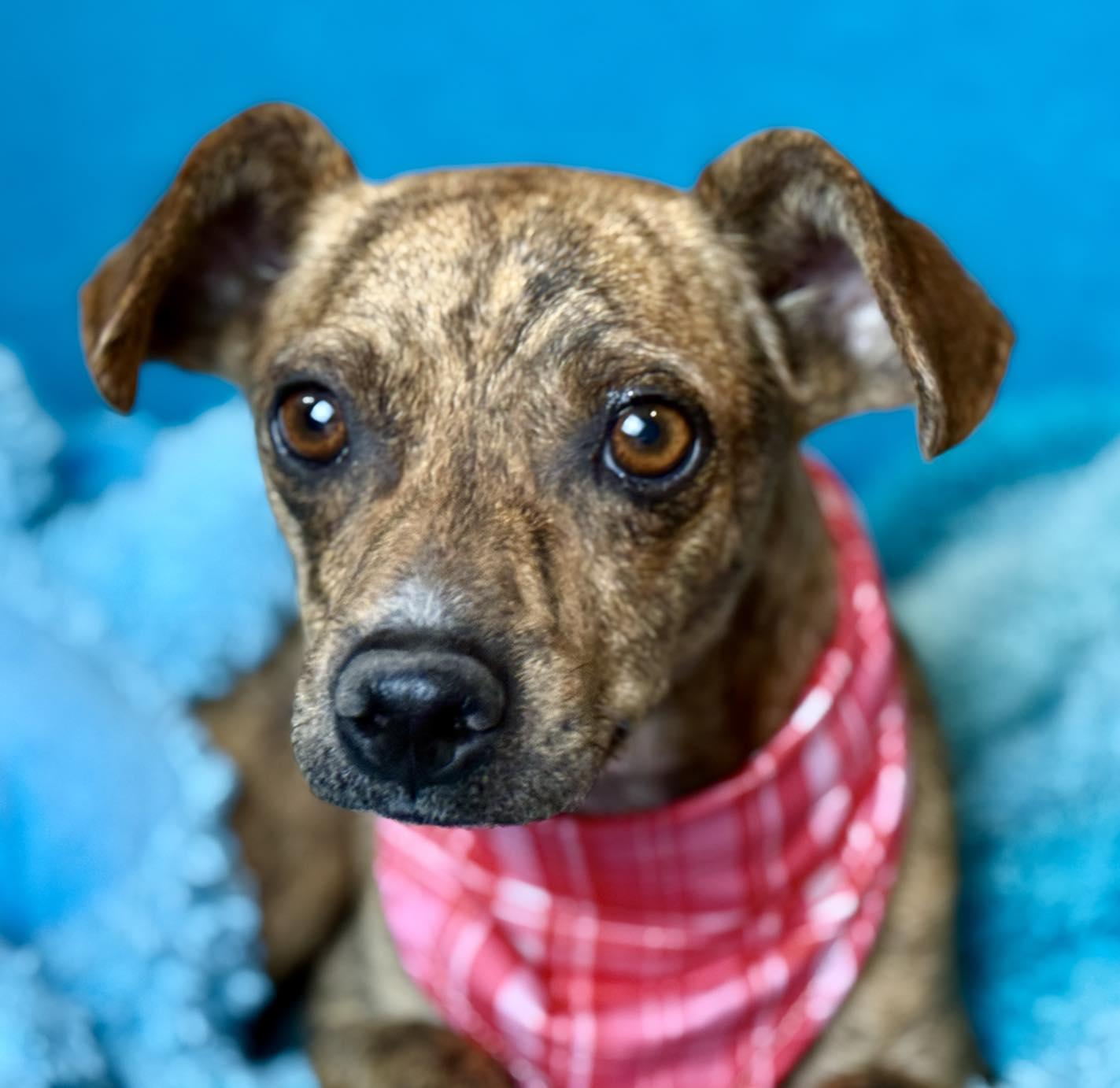 Enlarge Brandy: the brindle beauty, a Adoptable mixed breed in San Antonio, TX image 5/6