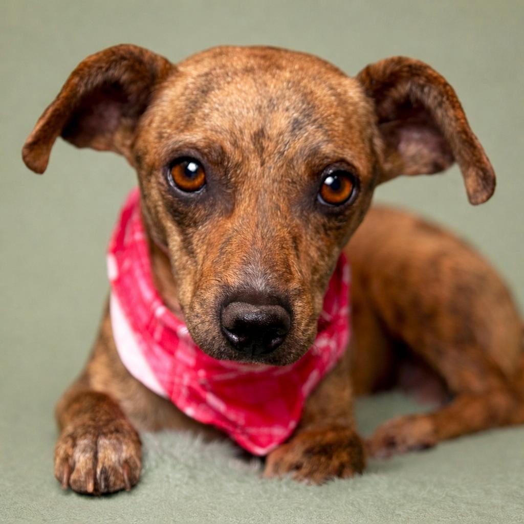 Enlarge Brandy: the brindle beauty, a Adoptable mixed breed in San Antonio, TX image 1/6