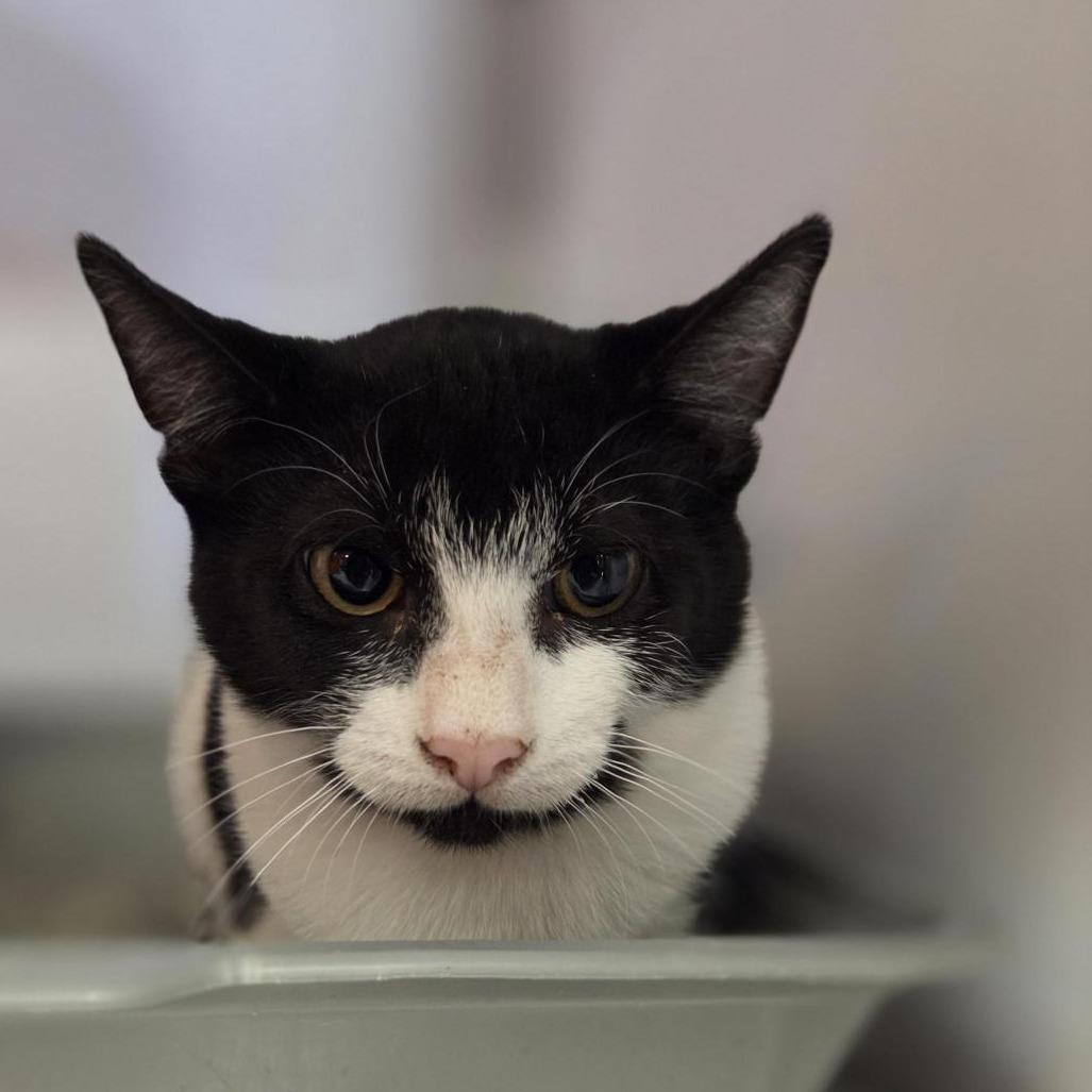 Dean, Adoptable, Kitten Male Domestic Short Hair.