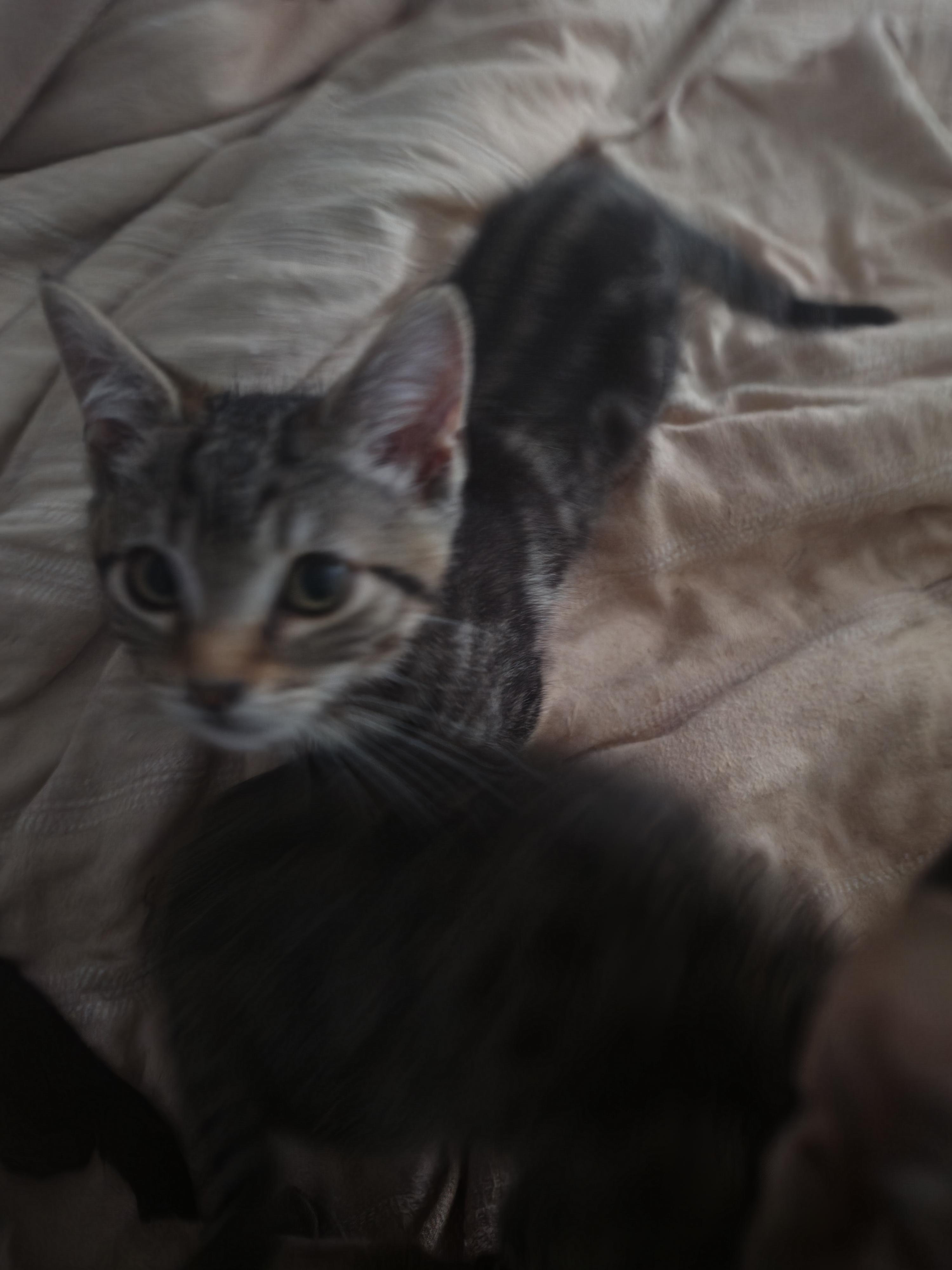 Enlarge Rex, a ADOPTABLE Tabby in Lawrenceville, GA image 2/2