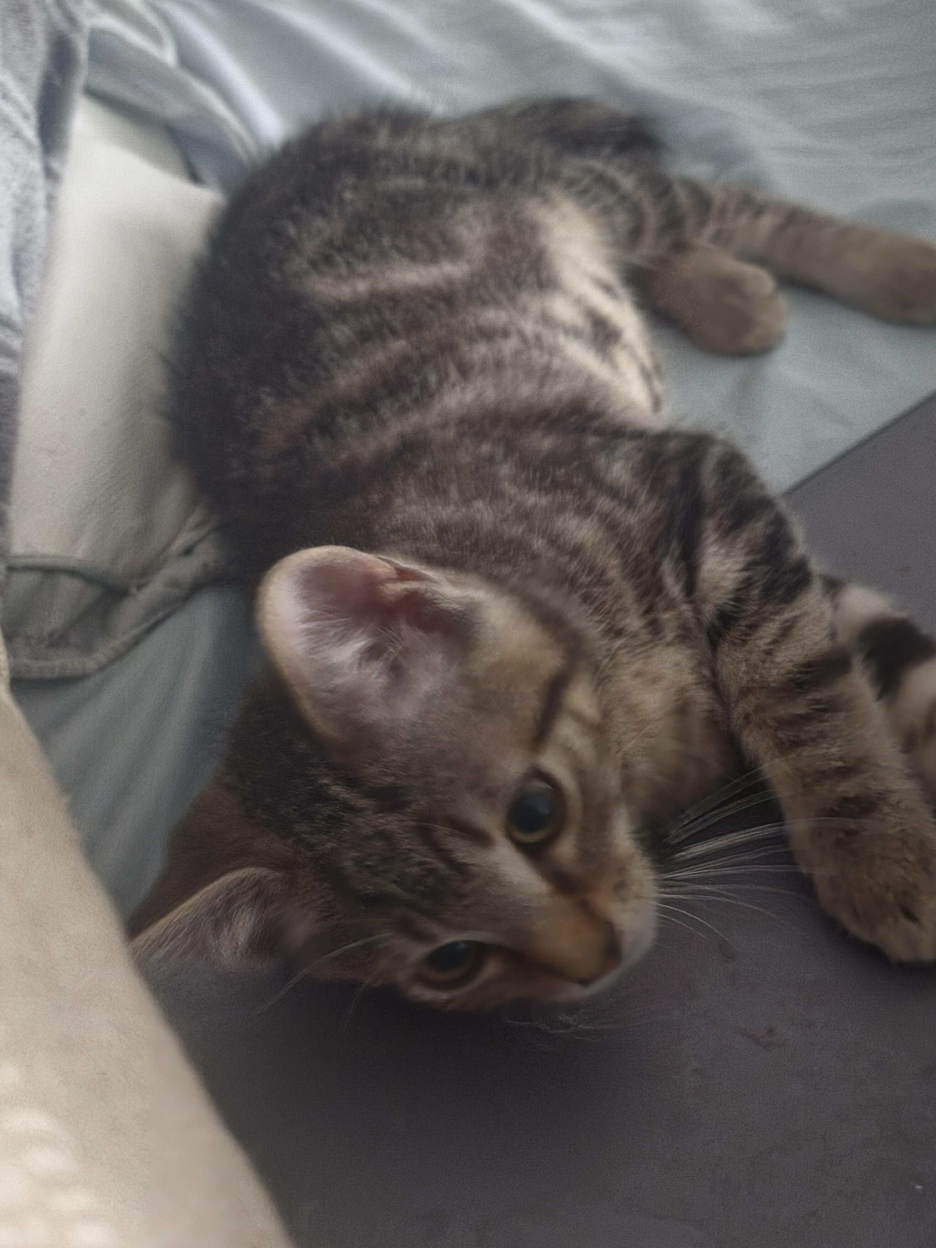 Rex, ADOPTABLE, Kitten Male Tabby.
