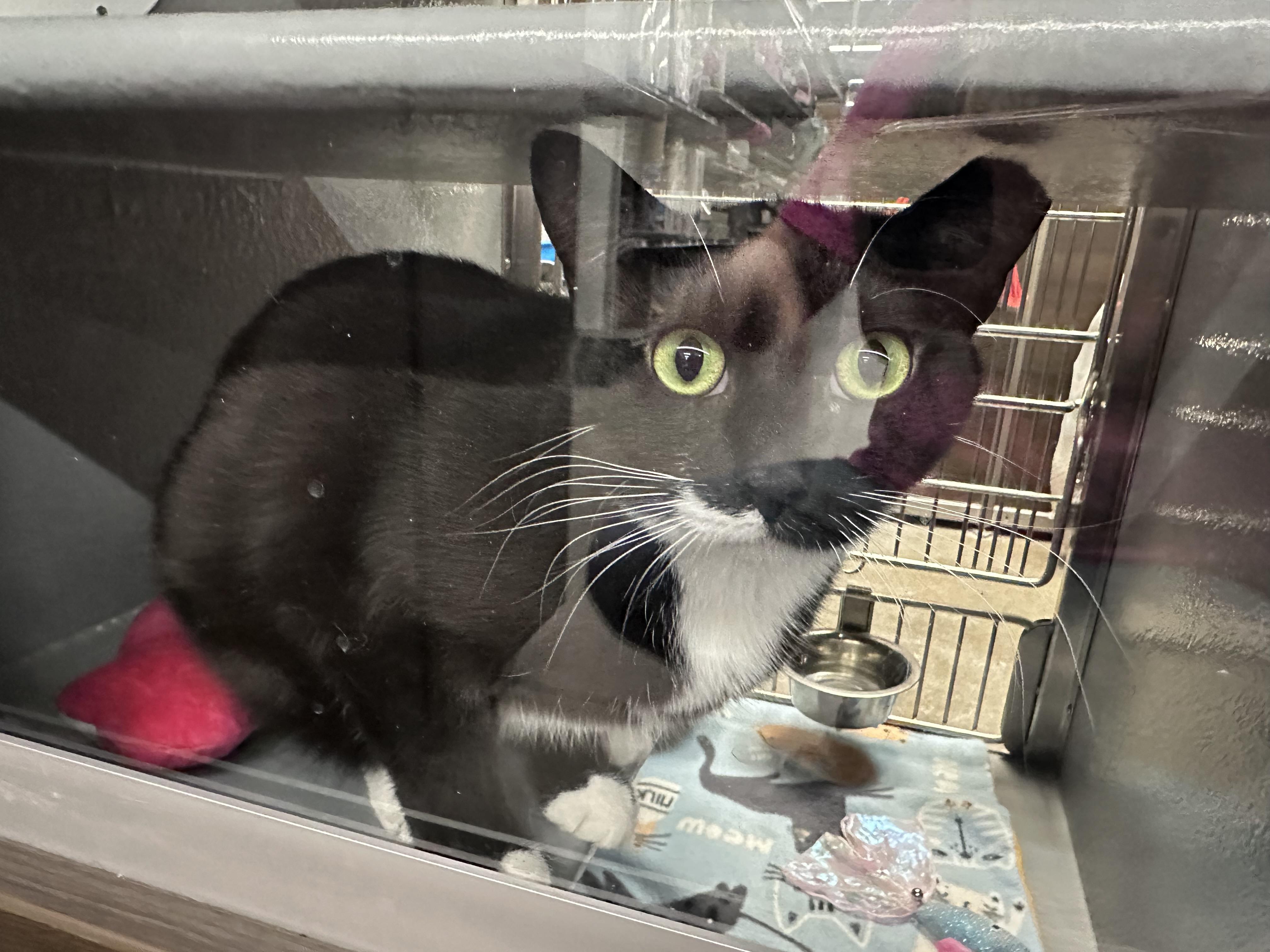 Enlarge Oreo, an adopted Tuxedo in Blaine , MN image 2/4