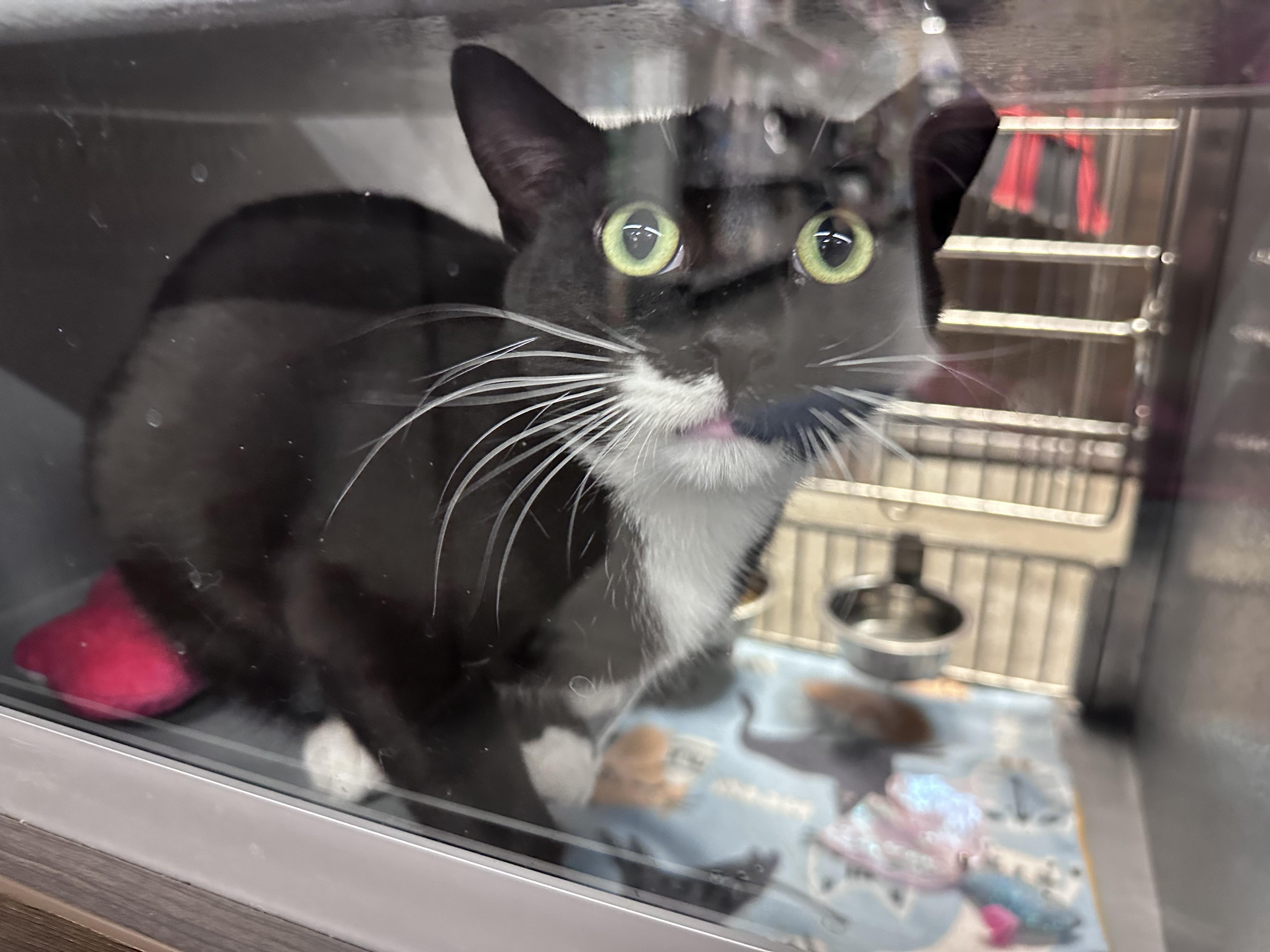 Enlarge Oreo, an adopted Tuxedo in Blaine , MN image 4/4