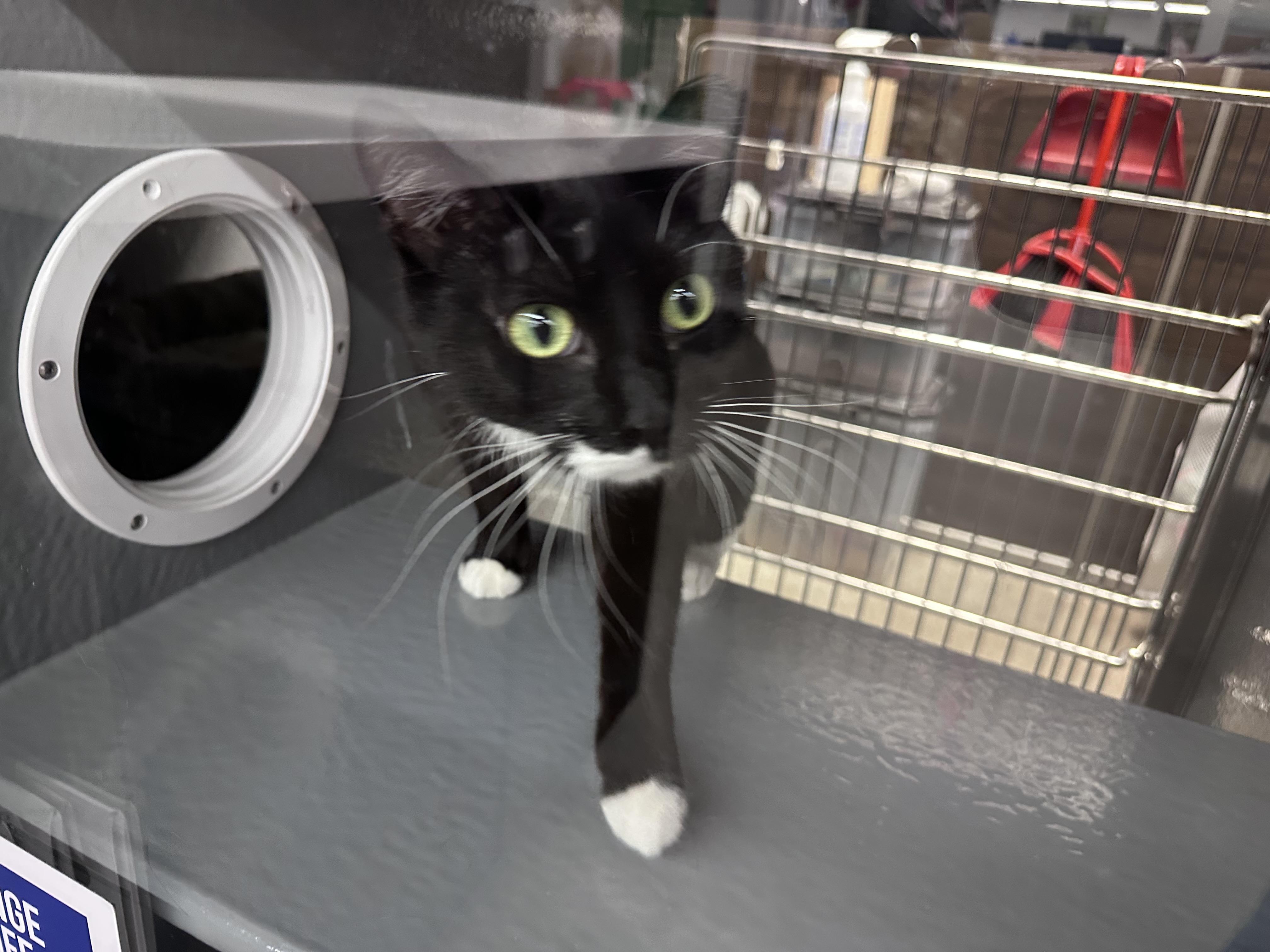 Oreo, adopted, Young Male Tuxedo.