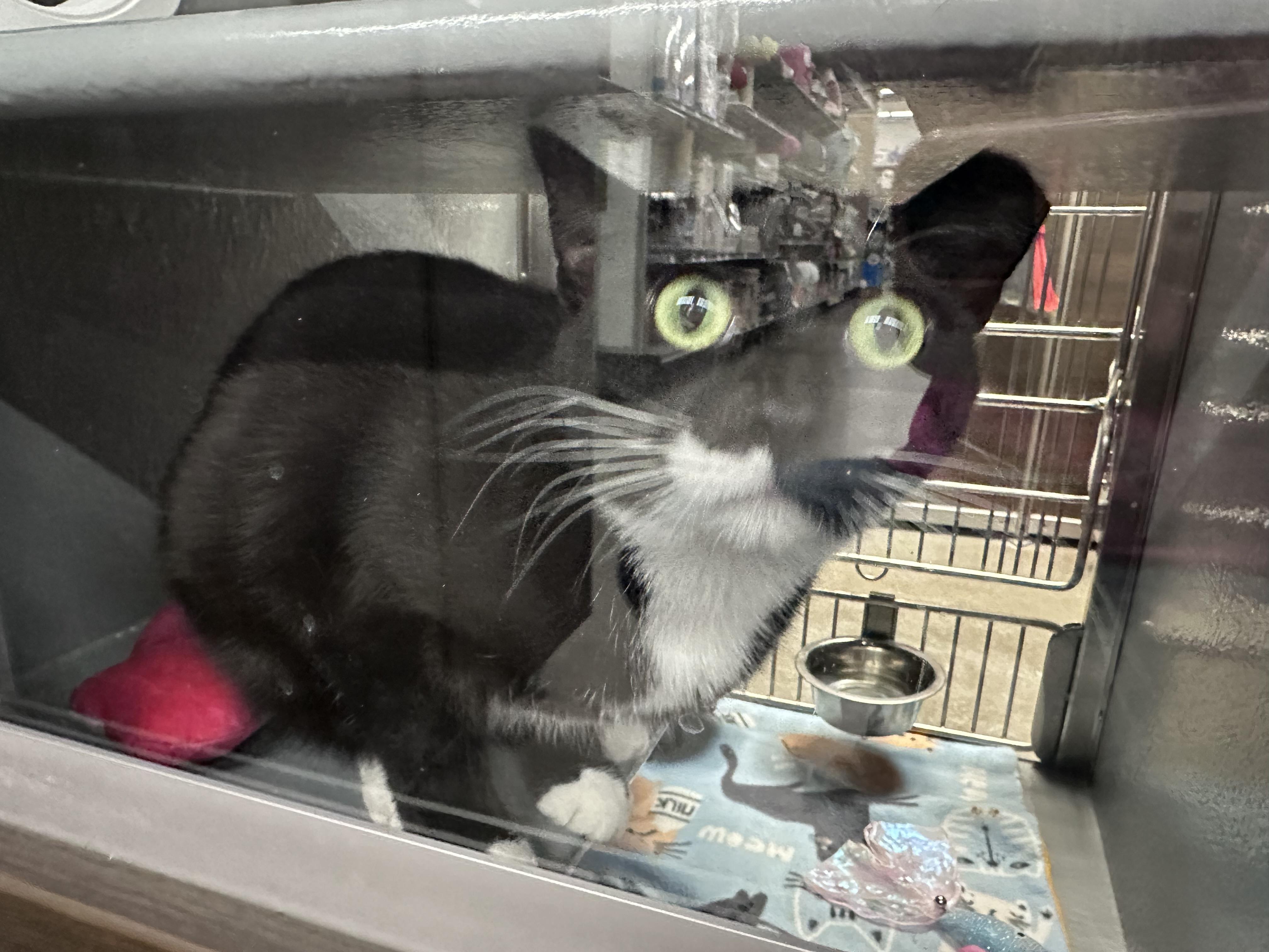 Enlarge Oreo, an adopted Tuxedo in Blaine , MN image 3/4