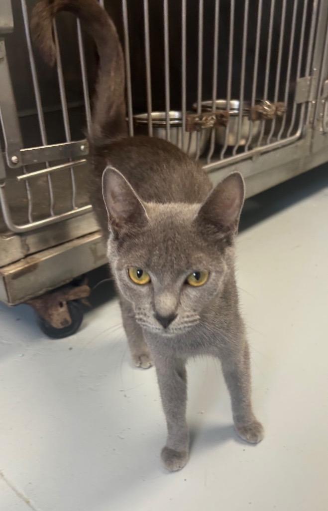 Buffy, Adoptable, Young Female Domestic Short Hair.