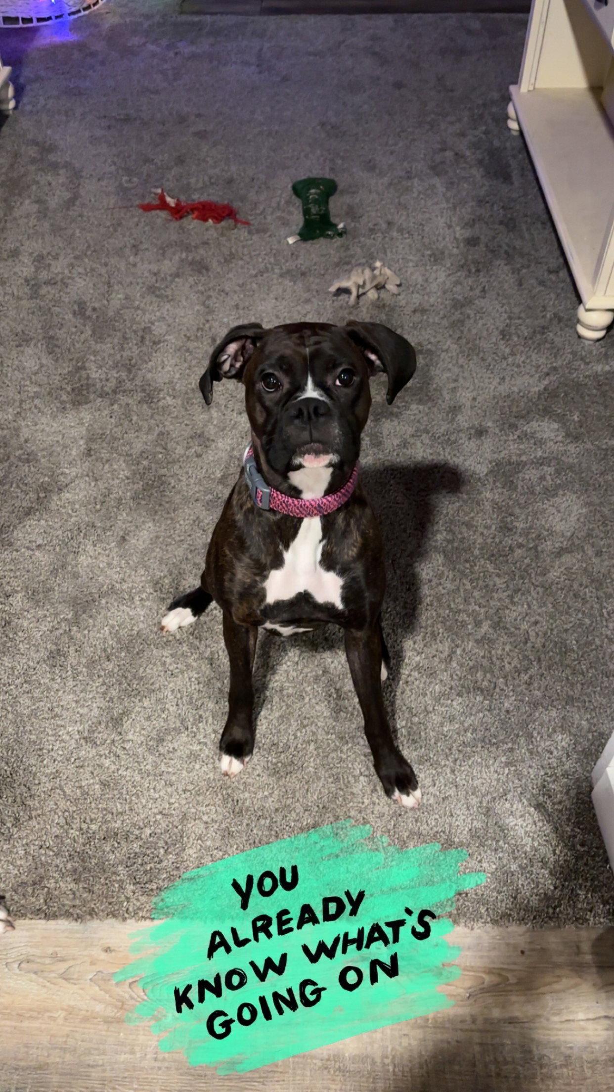 Blair, Adoptable, Adult Female Boxer.