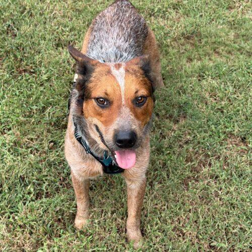 Zane, Adoptable, Puppy Male Australian Cattle Dog / Blue Heeler.
