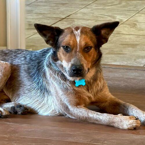 Enlarge Zane, a Adoptable Australian Cattle Dog / Blue Heeler in Memphis, TN image 2/3