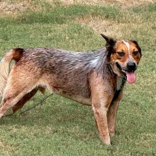 Enlarge Zane, a Adoptable Australian Cattle Dog / Blue Heeler in Memphis, TN image 3/3